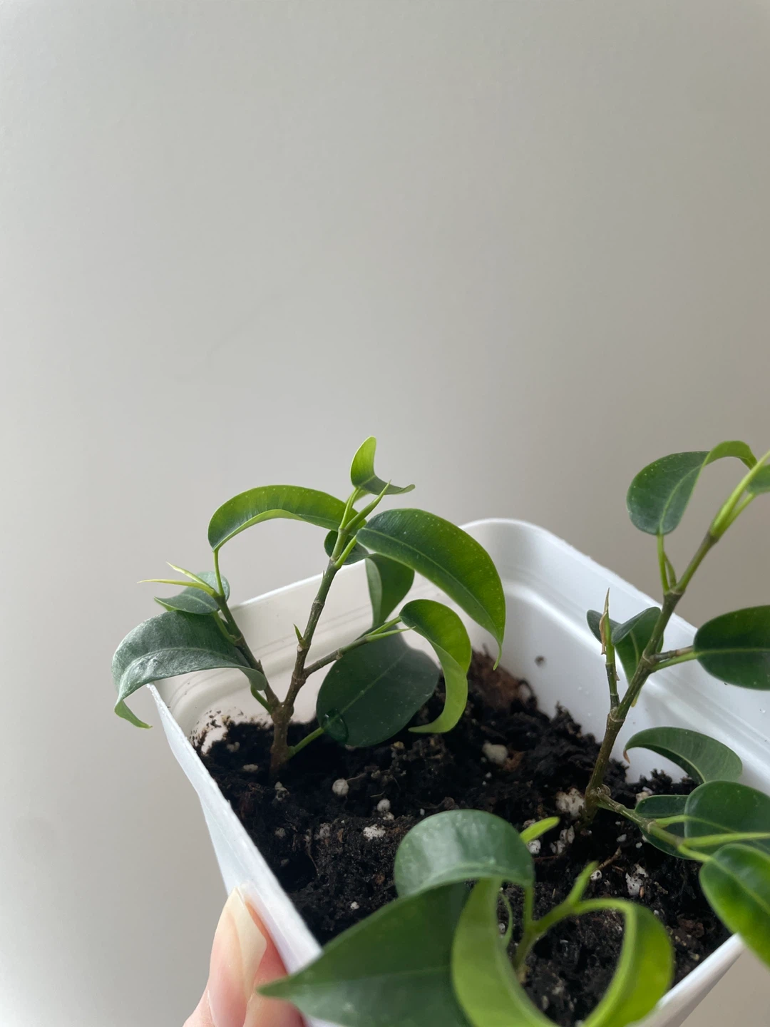 Mini Ficus Benjamina Bonsai Plant - photo 3