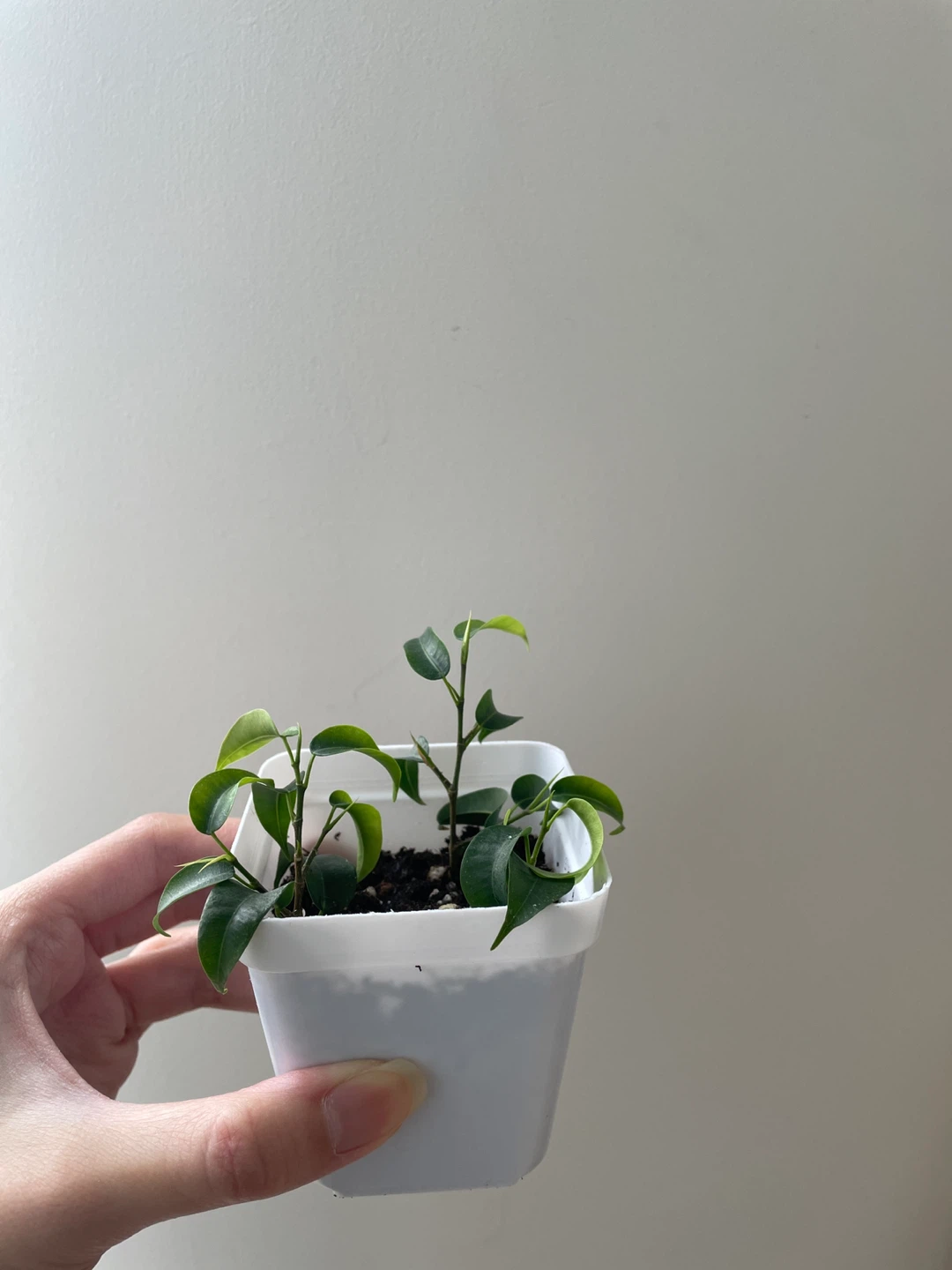 Mini Ficus Benjamina Bonsai Plant
