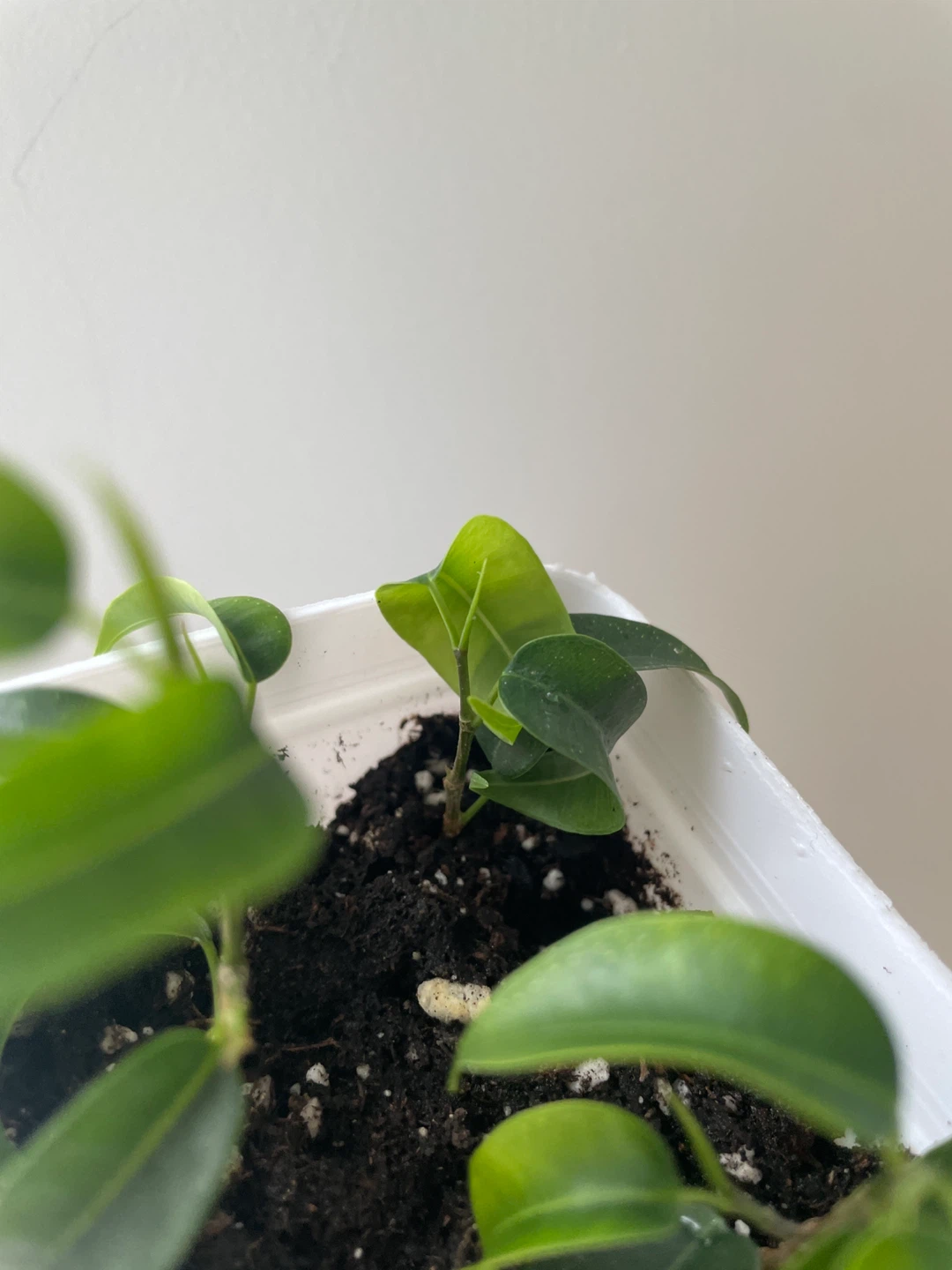 Mini Ficus Benjamina Bonsai Plant - photo 4
