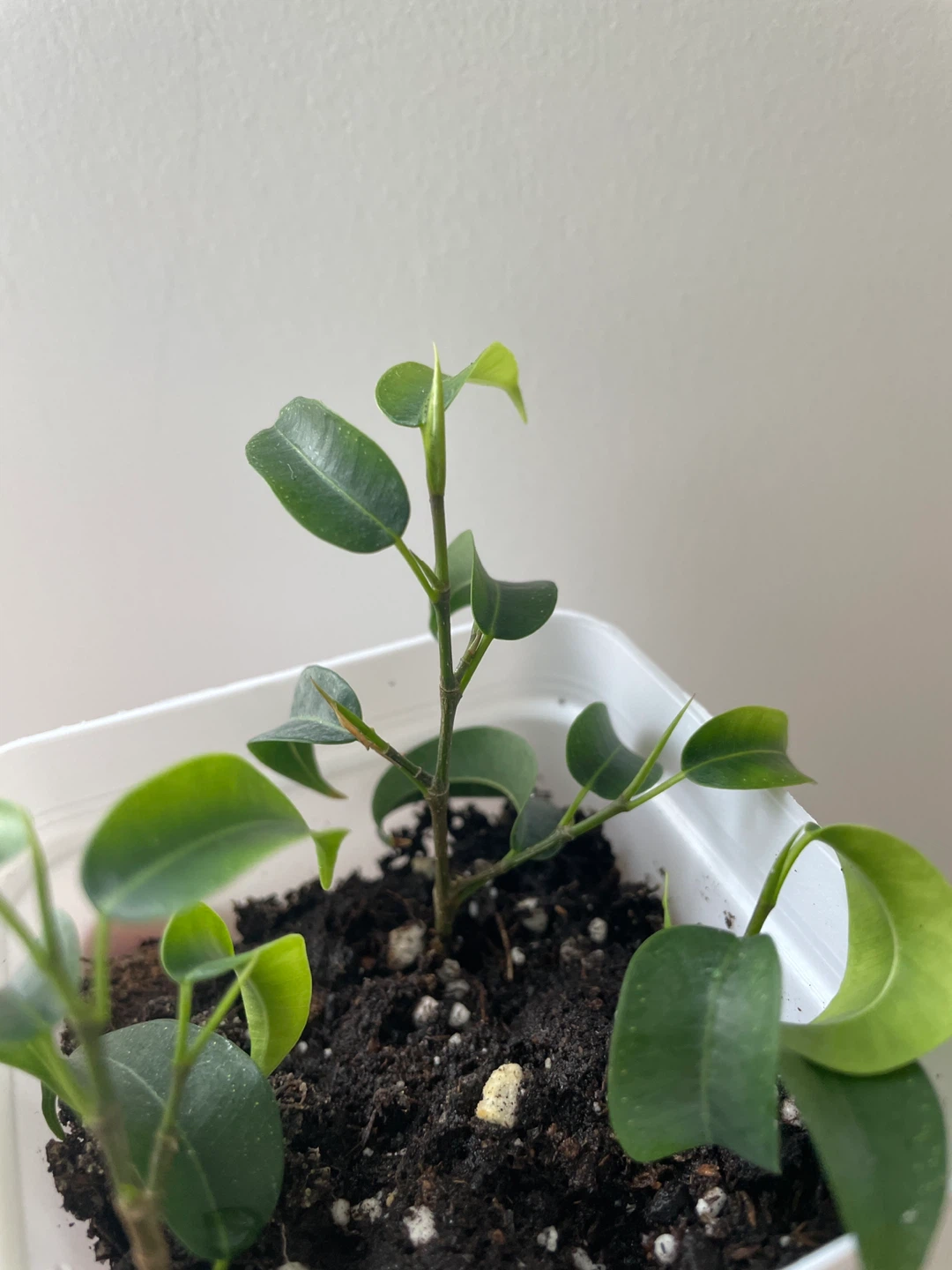 Mini Ficus Benjamina Bonsai Plant - photo 2