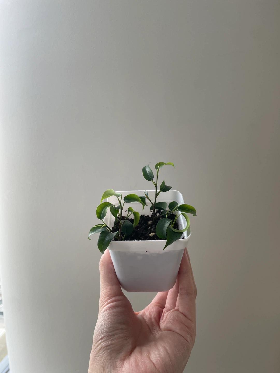 Mini Ficus Benjamina Bonsai Plant - photo 5