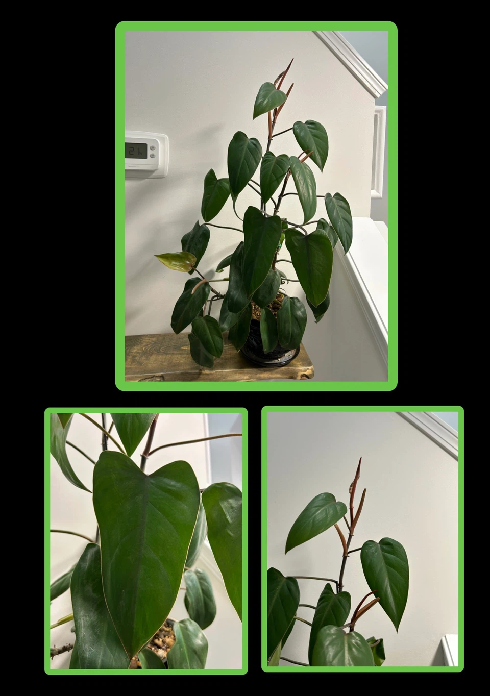 Potted Philodendron Red Emerald houseplant