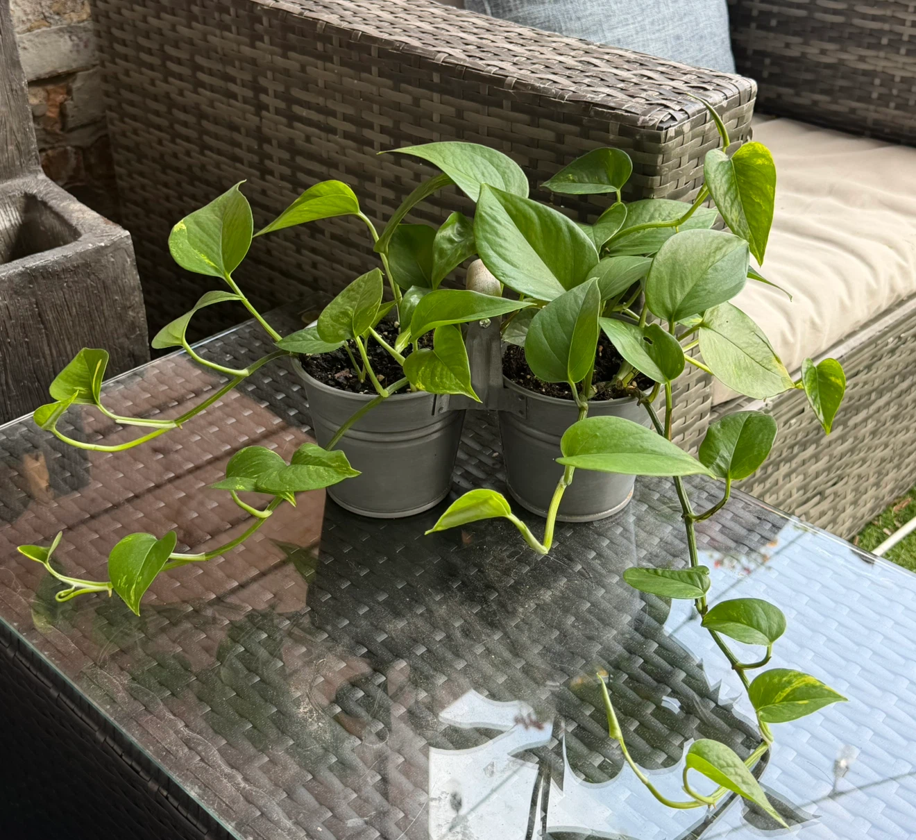 Photos Plant