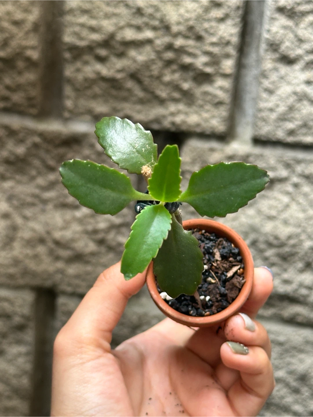 Mother of Thousands Plant