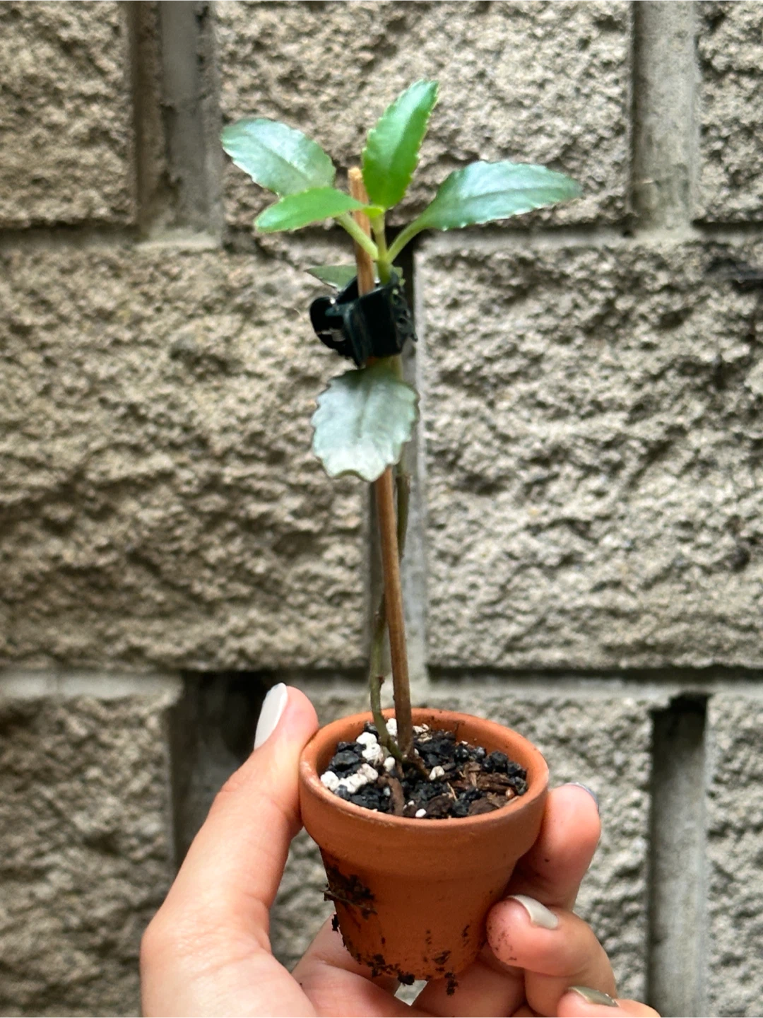 Mother of Thousands Plant - photo 2