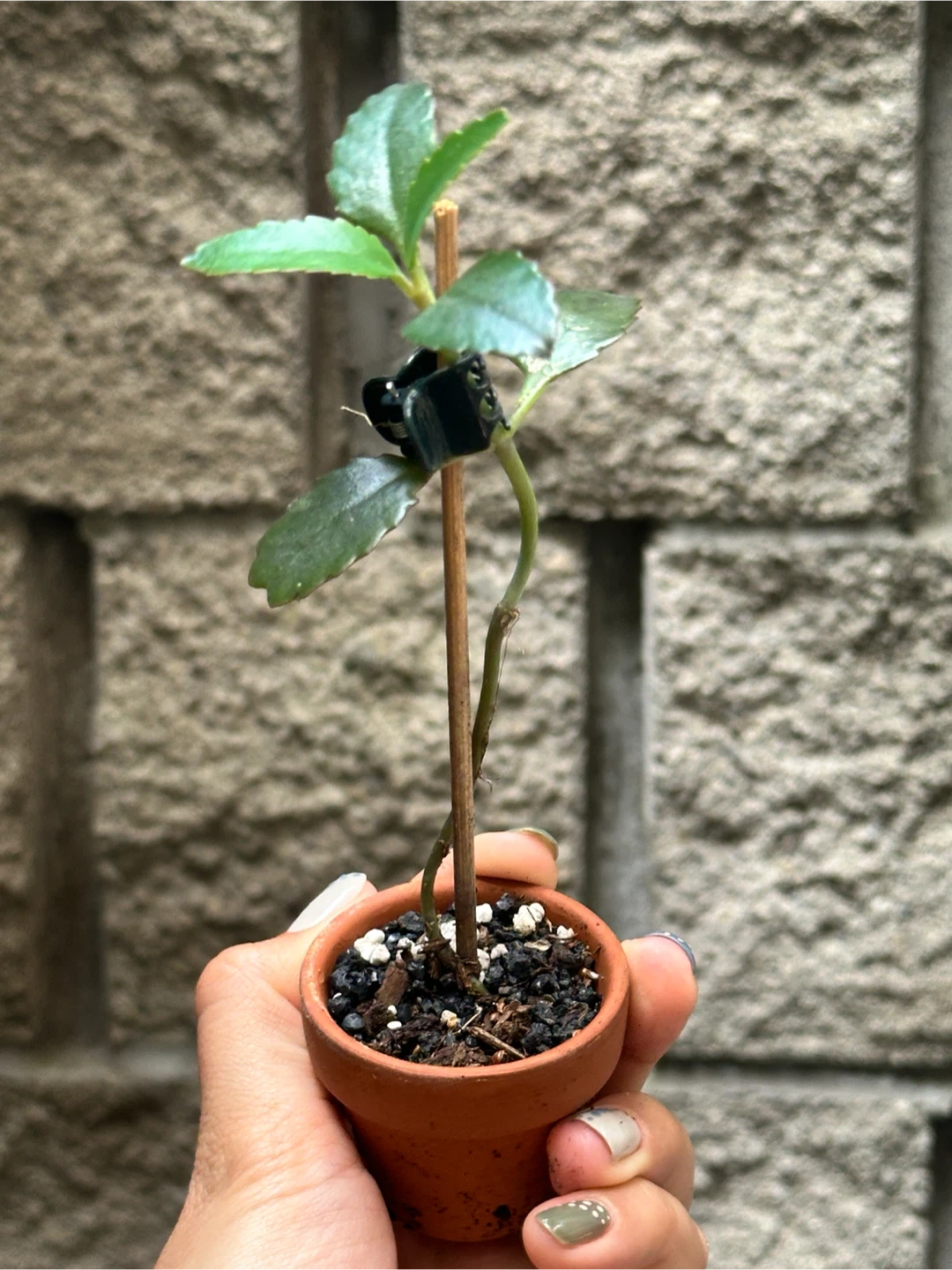 Mother of Thousands Plant - photo 3
