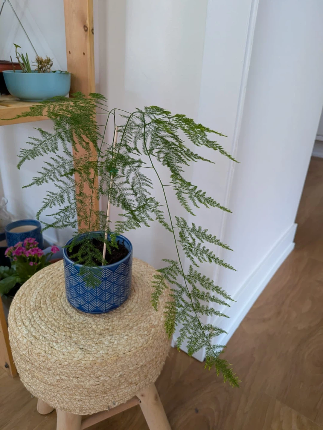Asparagus Fern Plant in Blue Geometric Pot