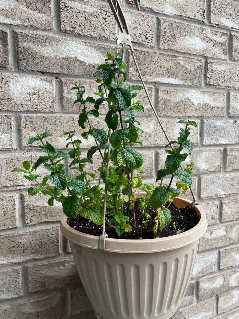 Mint Plant in Hanging Pot