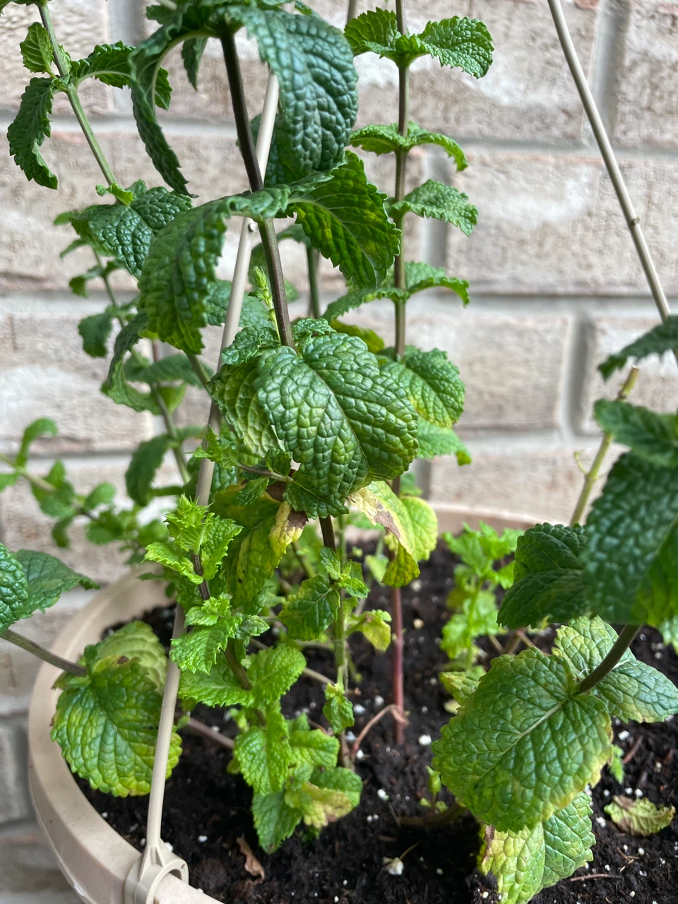 Mint Plant in Hanging Pot - photo 2