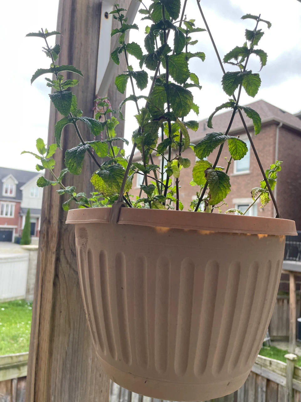 Mint Plant in Hanging Pot - photo 3