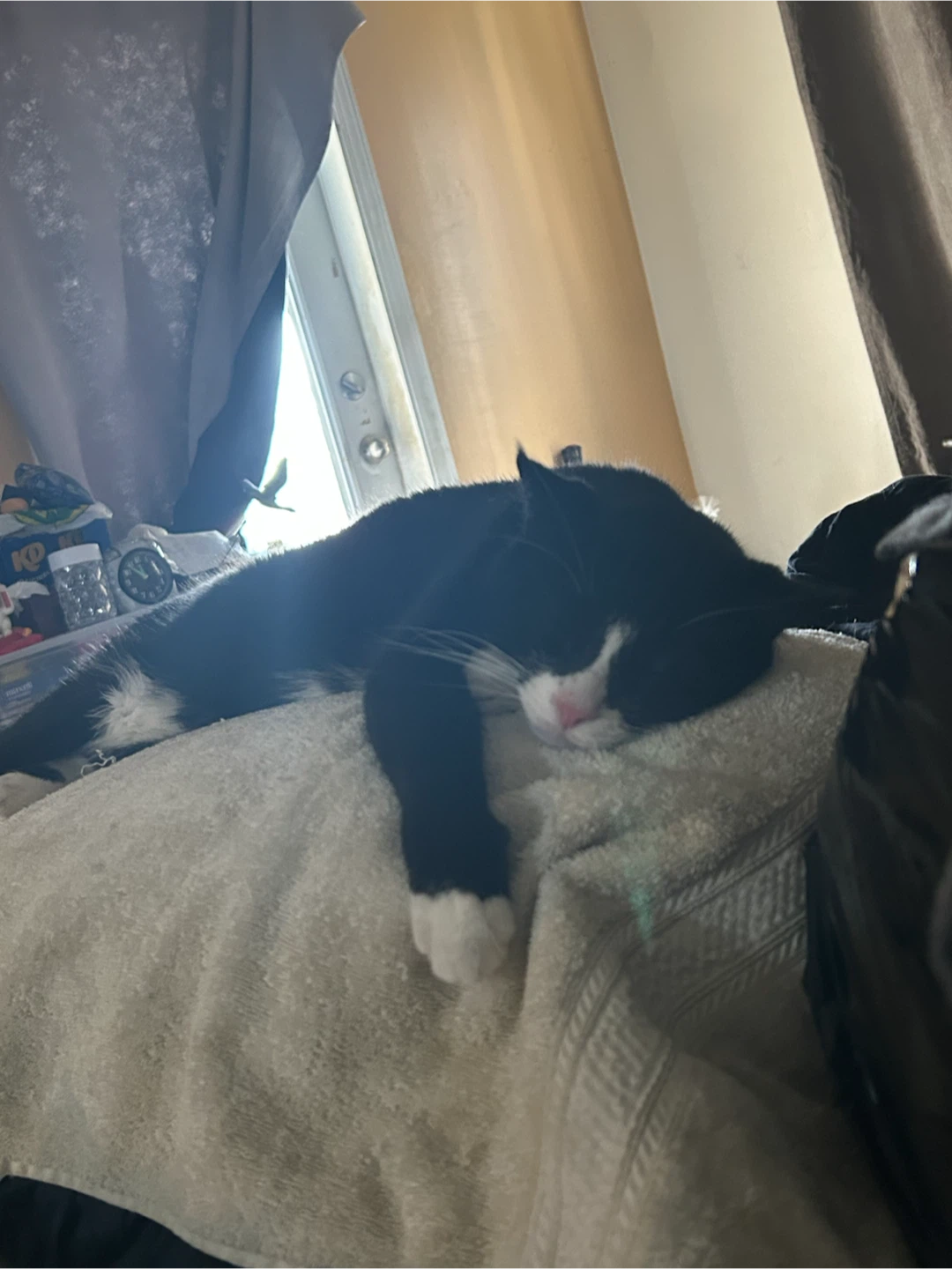 Black tuxedo cat