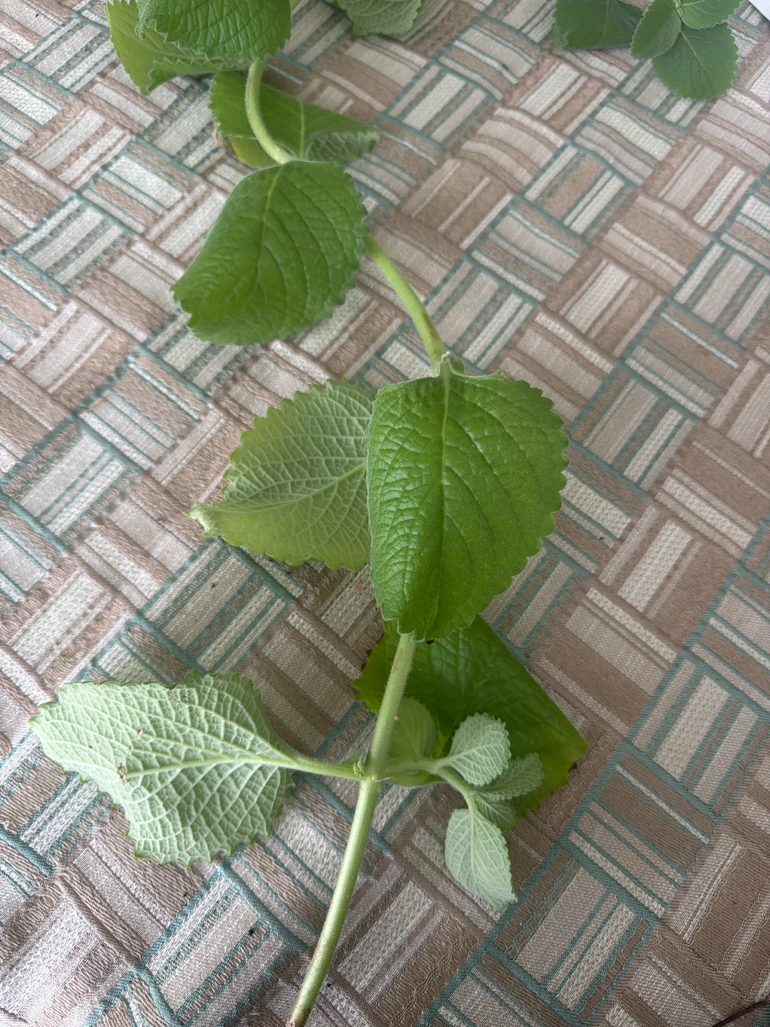 Mexican Mint Oregano Cutting