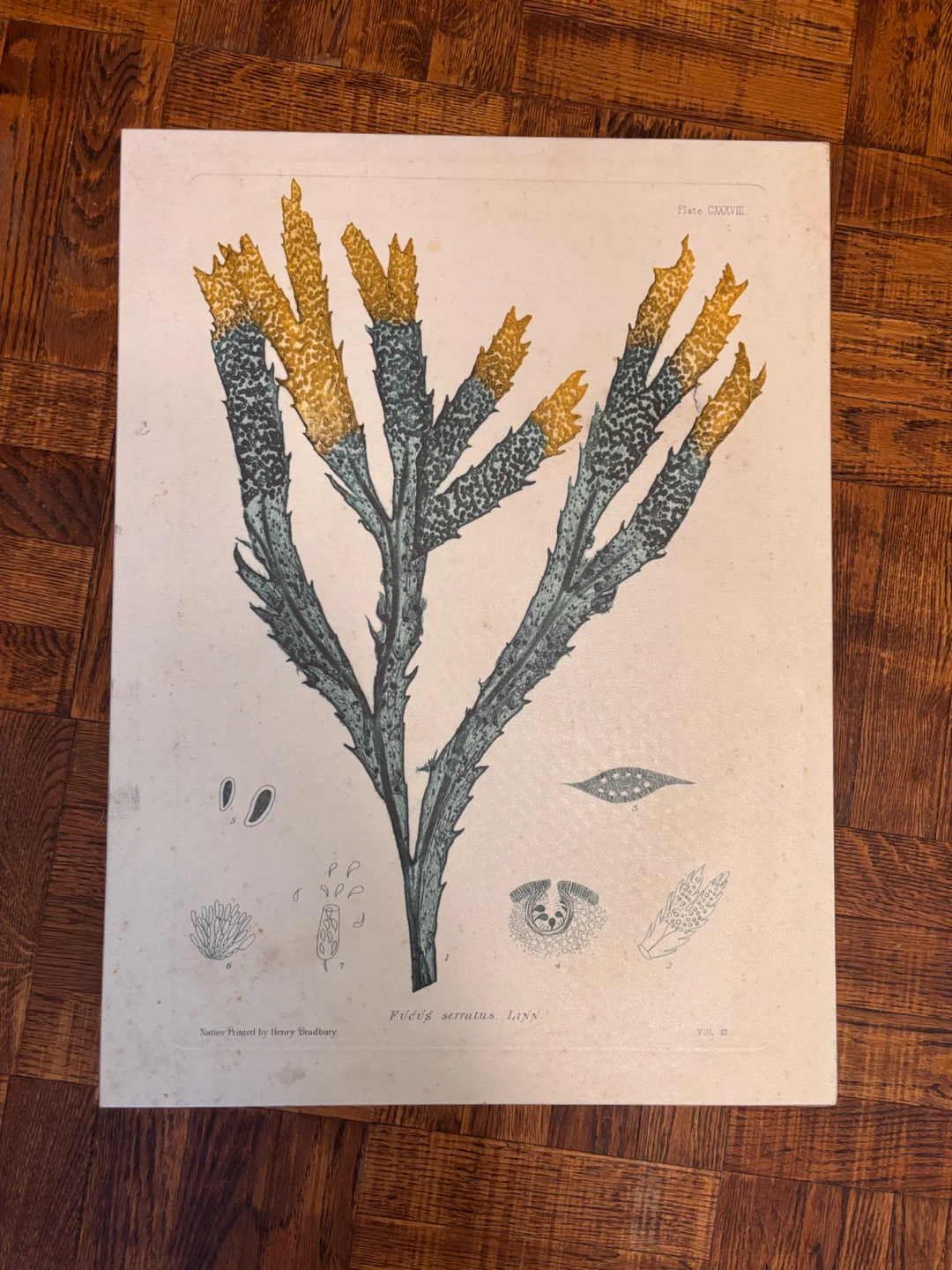 “Luminous Seaweed” Framed canvas  by Henry Bradbury - photo 2