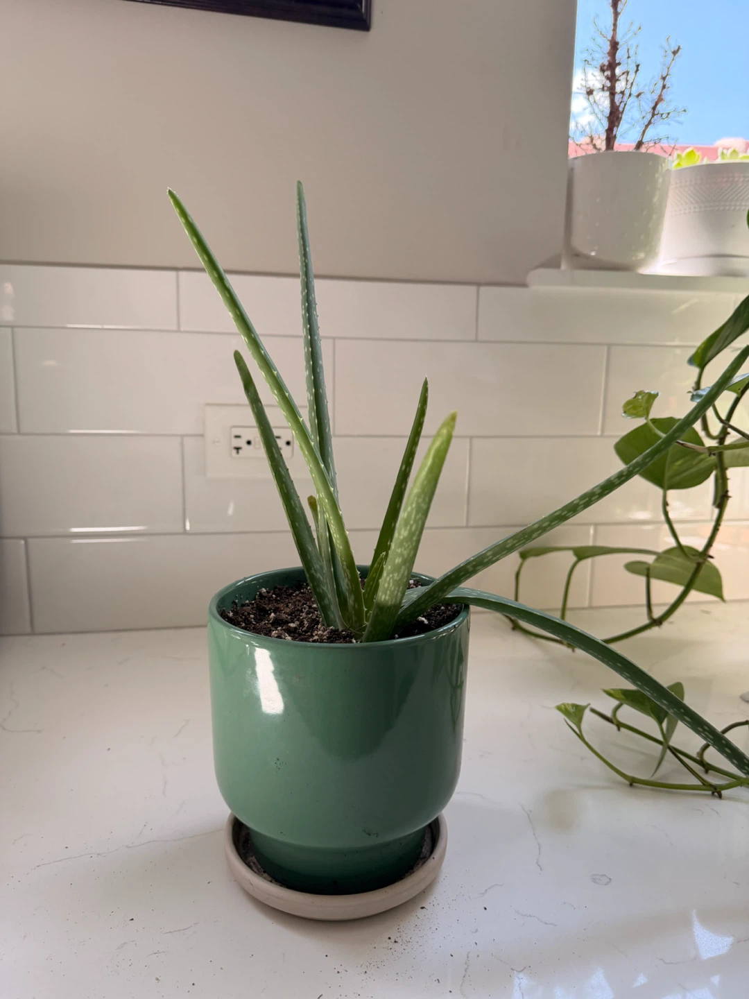 Aloe Vera Plant in Green Ceramic Pot