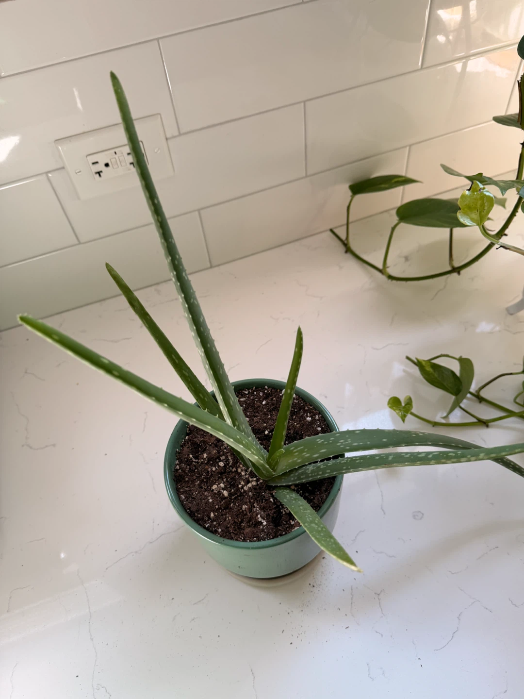 Aloe Vera Plant in Green Ceramic Pot - photo 2