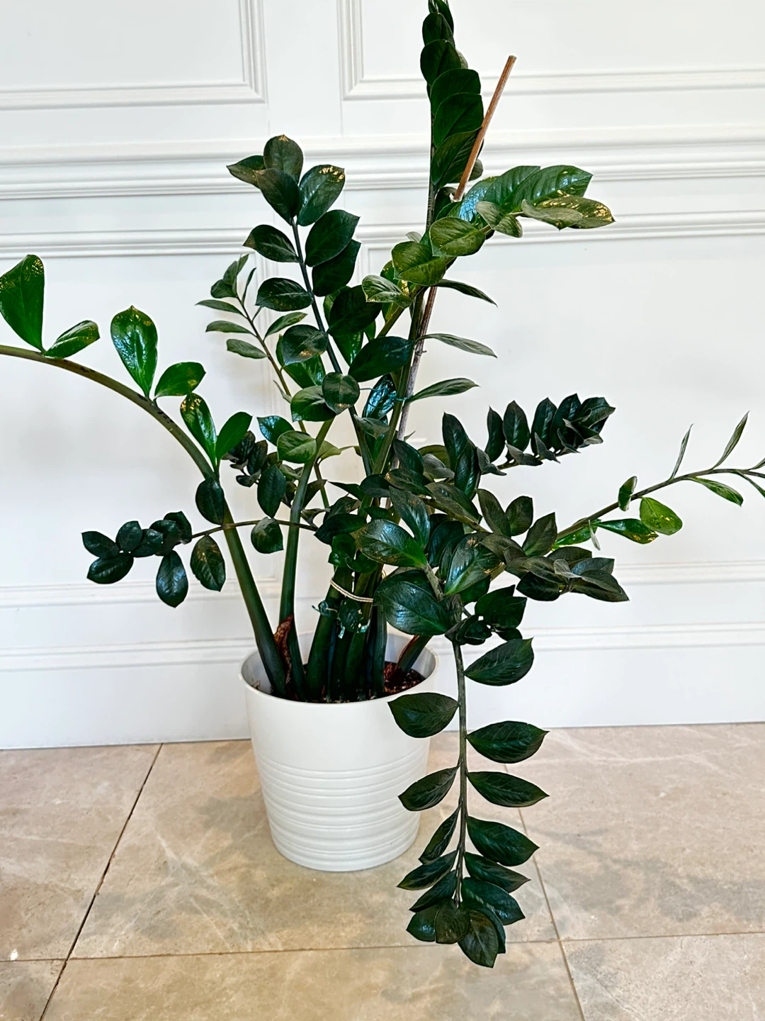 ZZ PLANT
