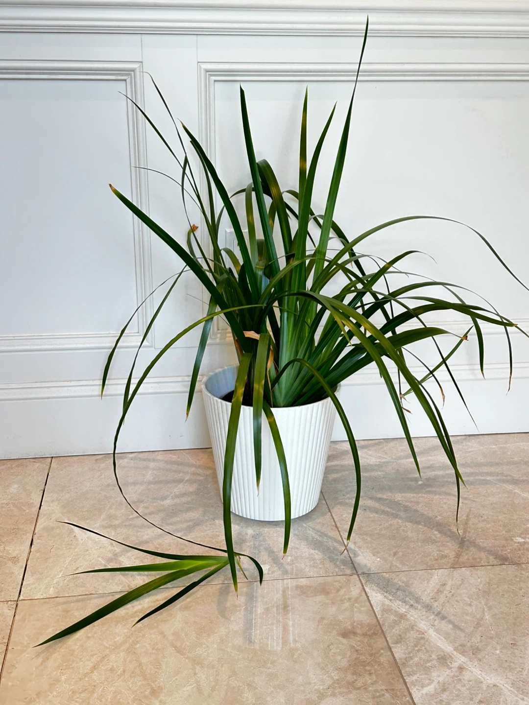 Rare Neomarica Walking Iris in white ceramic pot