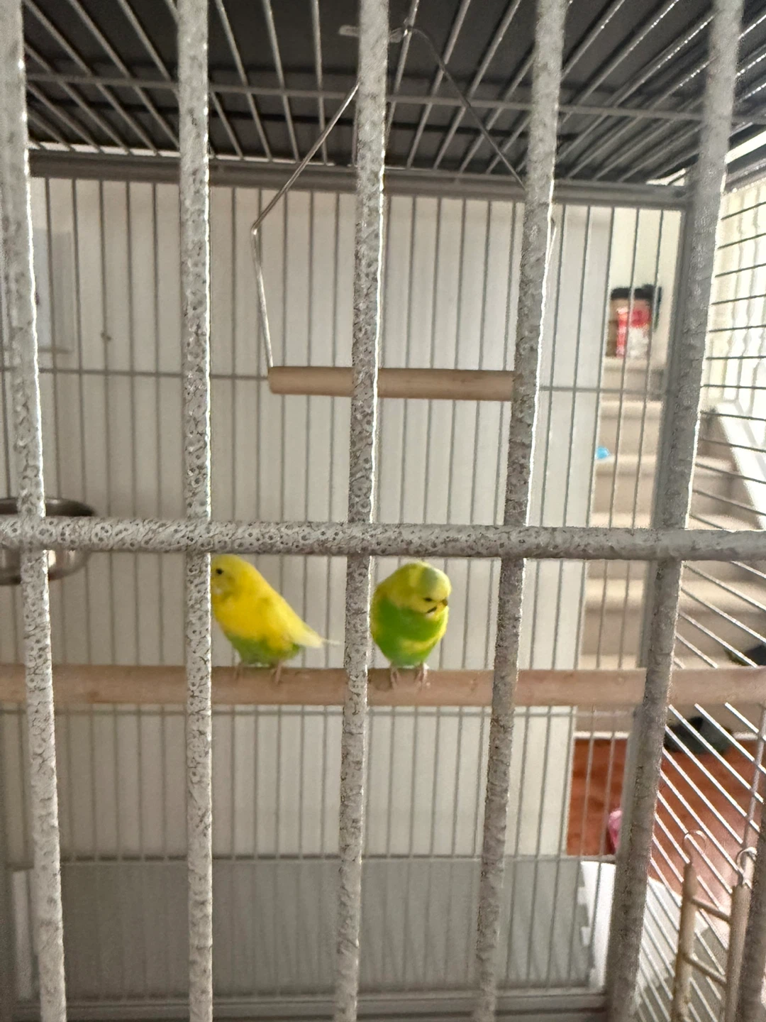 Cage for sale