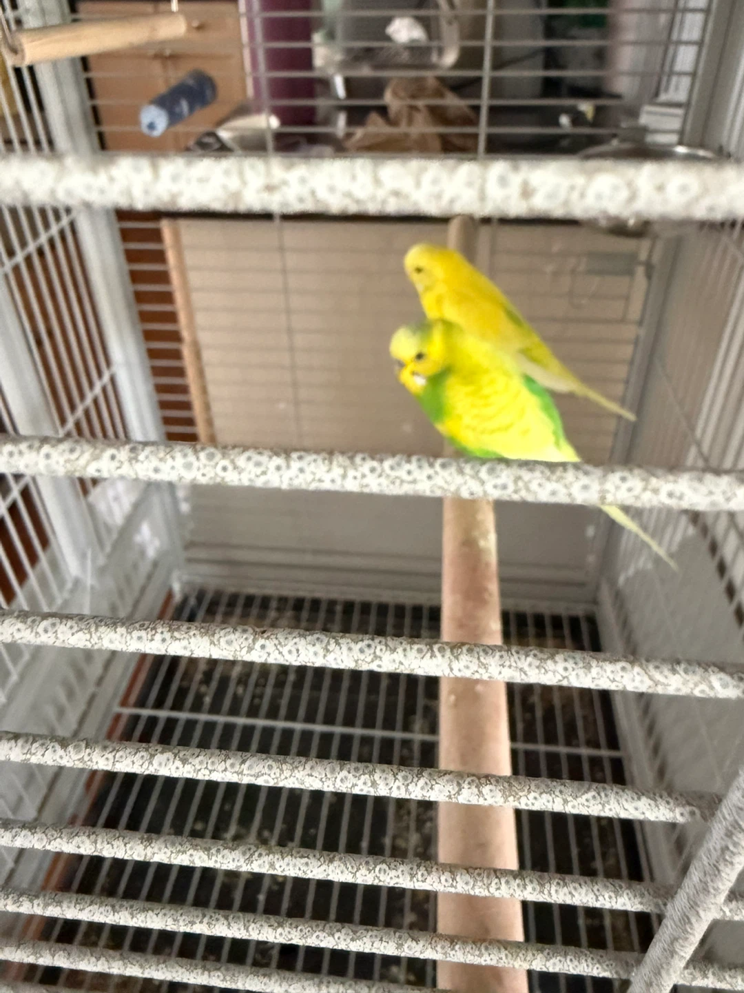 Cage for sale - photo 2