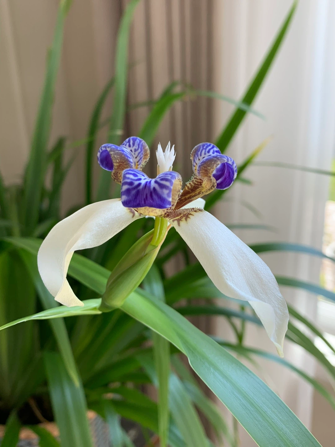 Rare Neomarica Walking Iris in white ceramic pot - photo 3