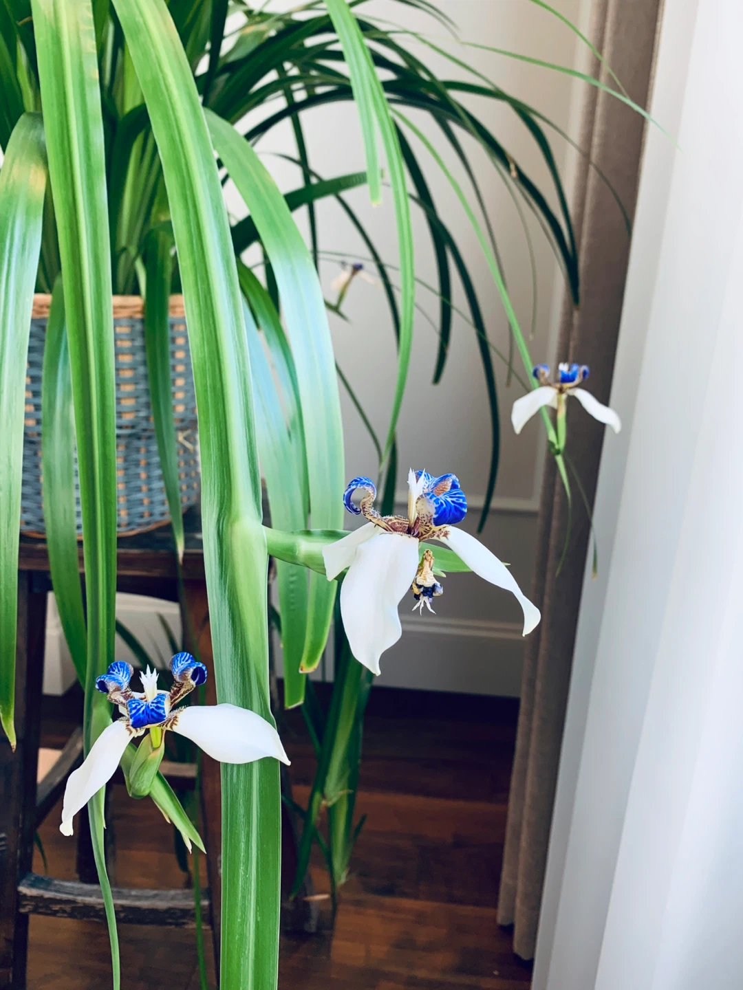 Rare Neomarica Walking Iris in white ceramic pot - photo 2