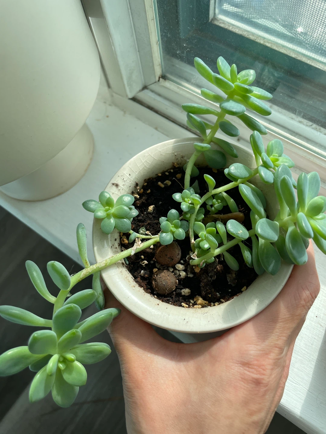 Plants - photo 2