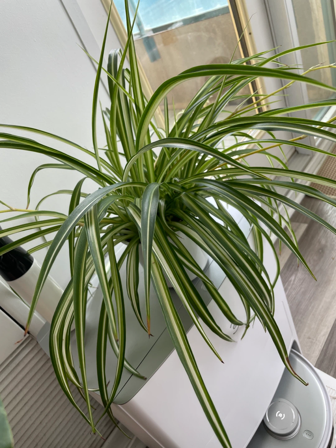 Plants - photo 3