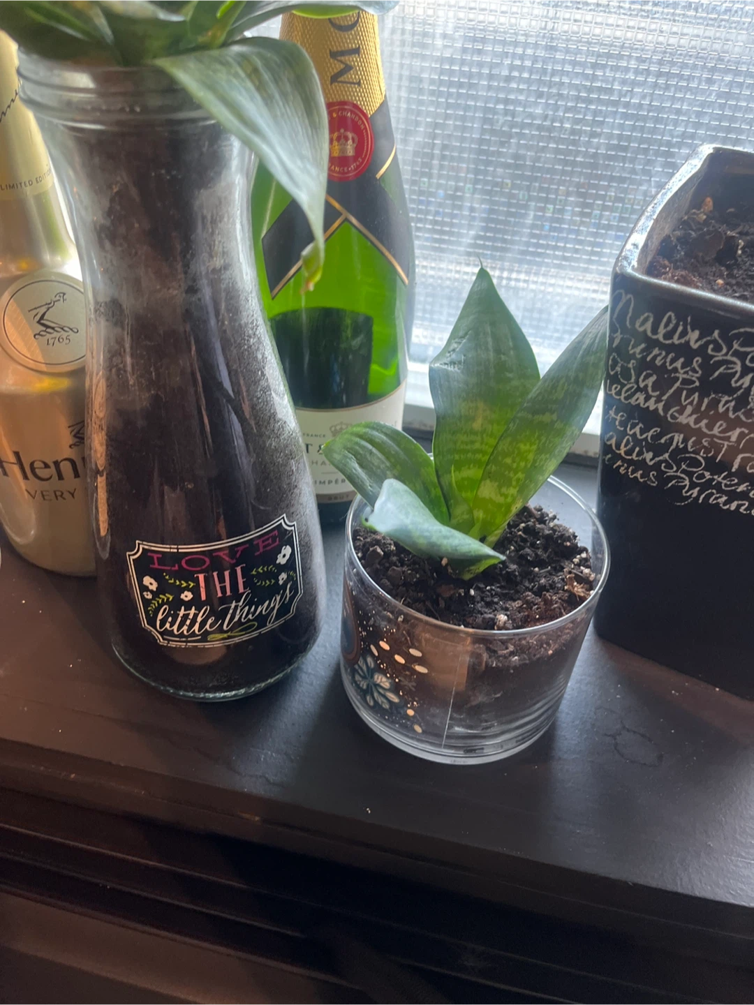 3 Snake plants  🪴