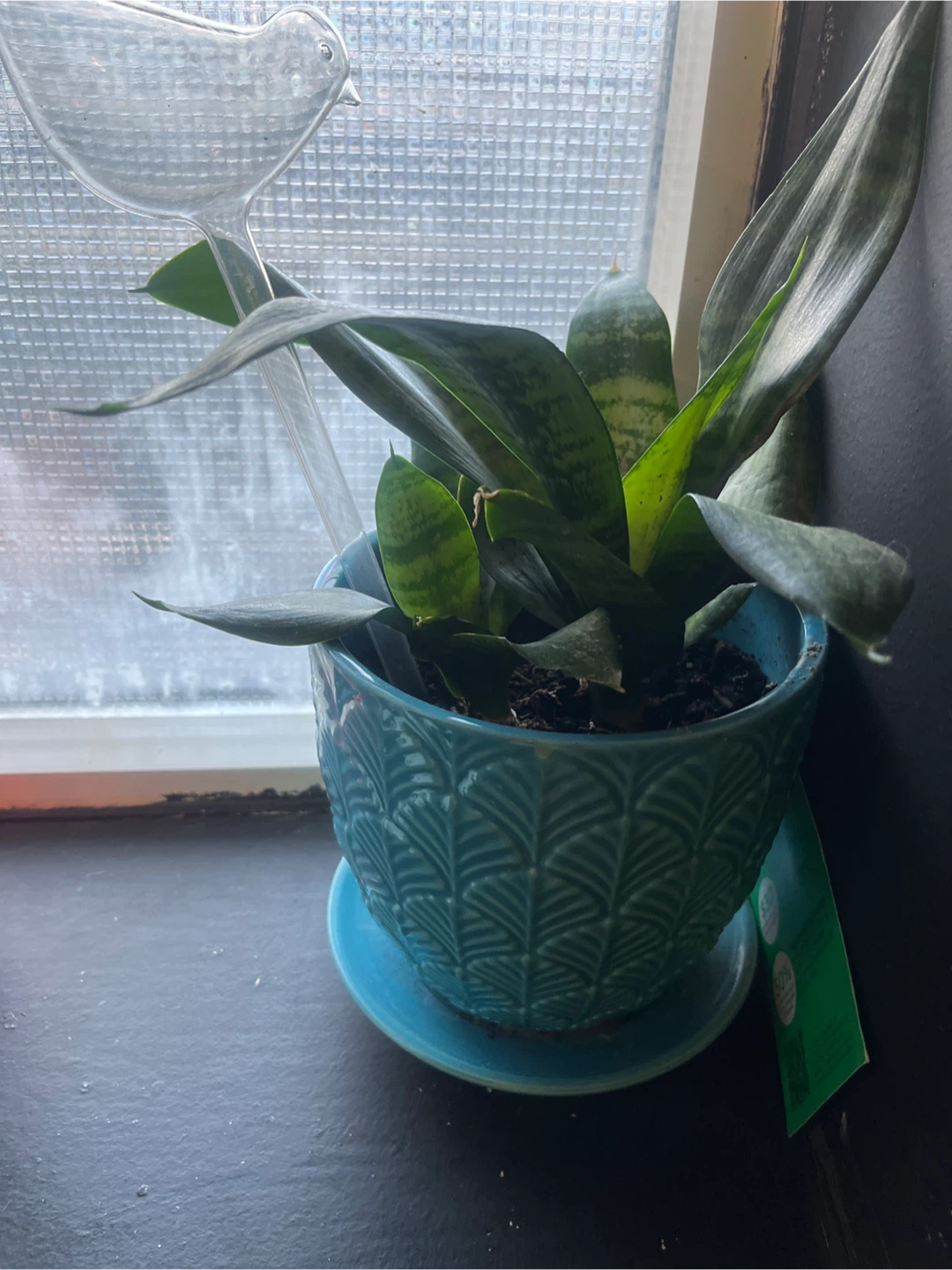 3 Snake plants  🪴 - photo 2