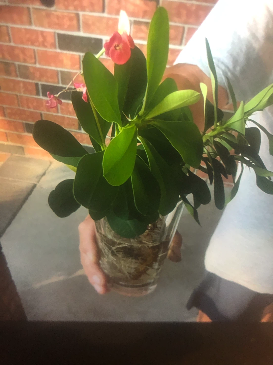 Crown of Thorns Plant(cuttings)