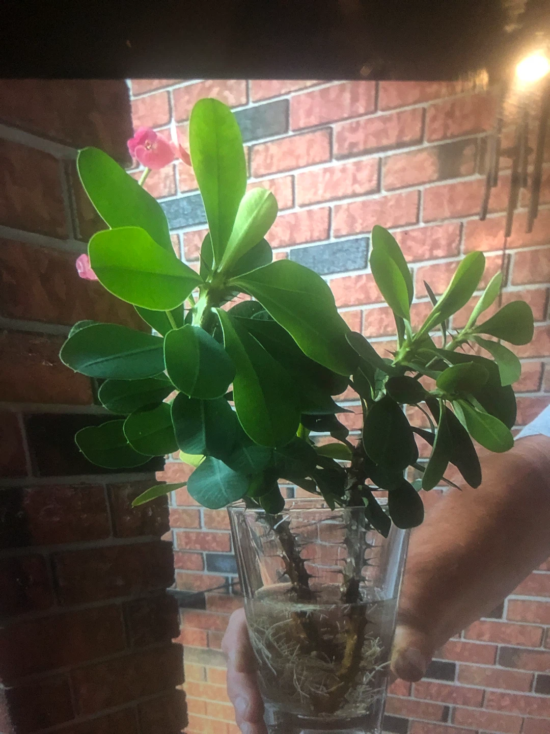 Crown of Thorns Plant(cuttings) - photo 2