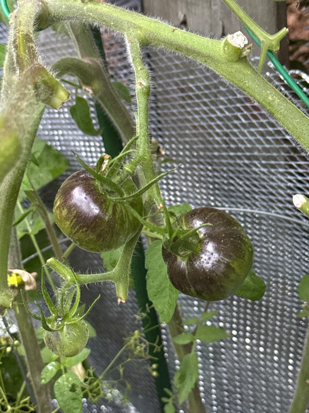 Black Zebra tomato plant