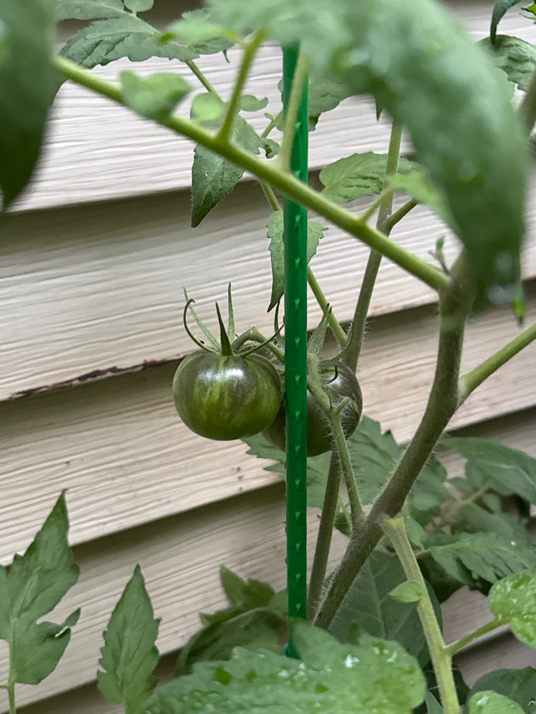 Black Zebra tomato plant - photo 2