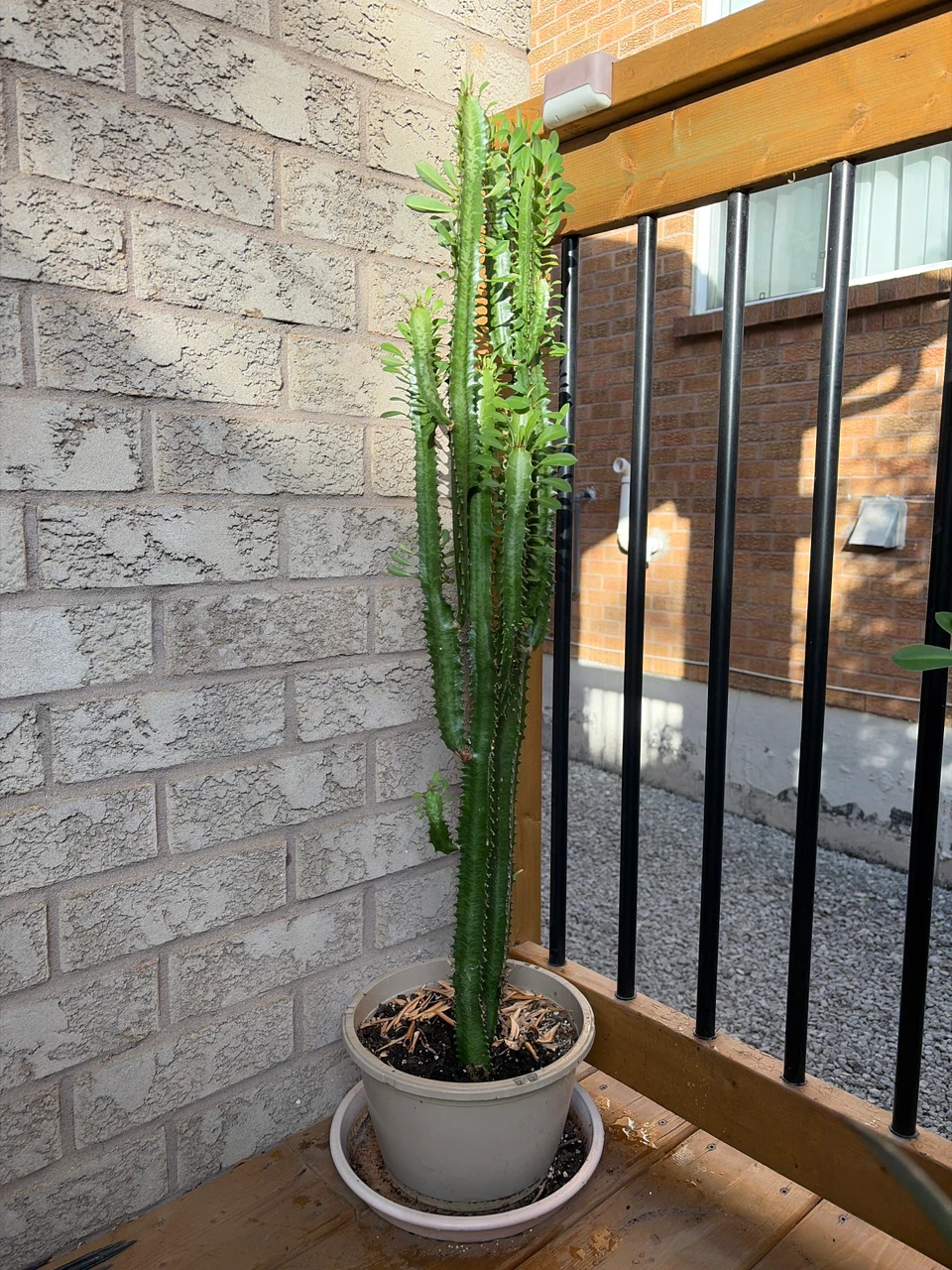 African Milk Tree