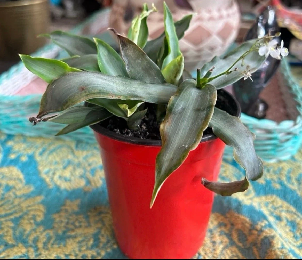 Callisia fragans Plant in Orange Pot