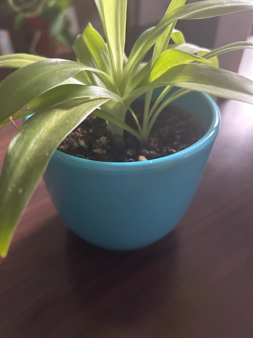 Spider Plant in Blue Pot