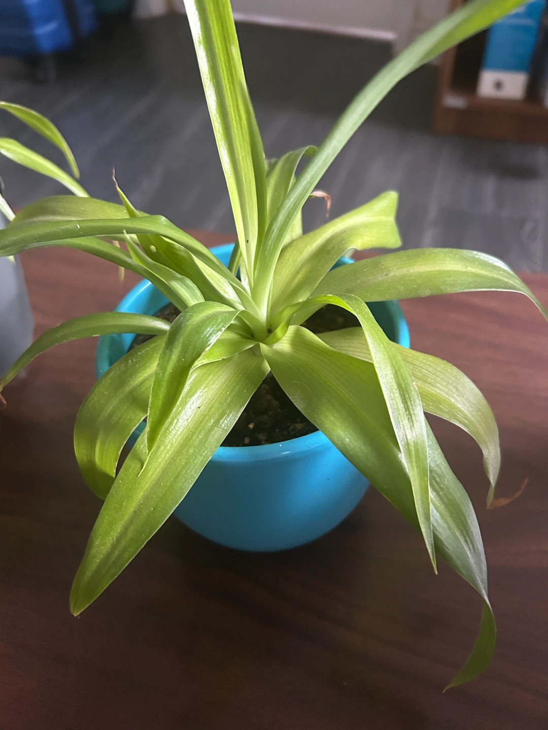 Spider Plant in Blue Pot - photo 2