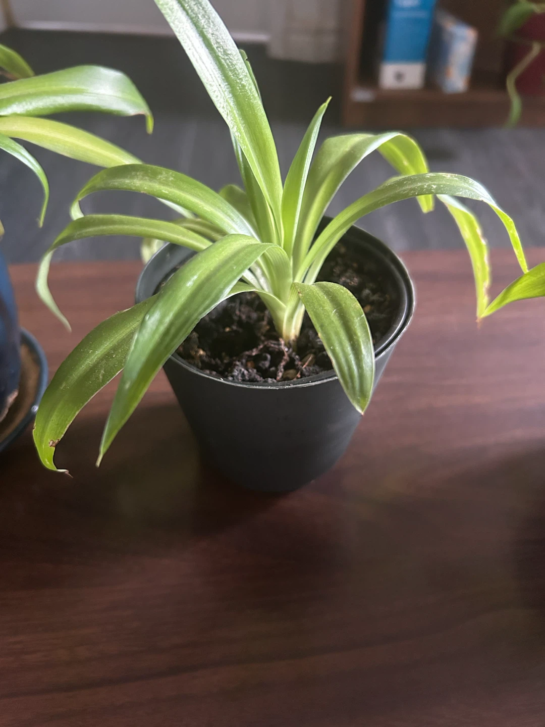 Small Spider Plant in  4” Pot