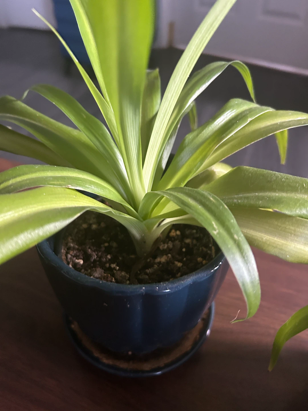 Spider Plant in Pot