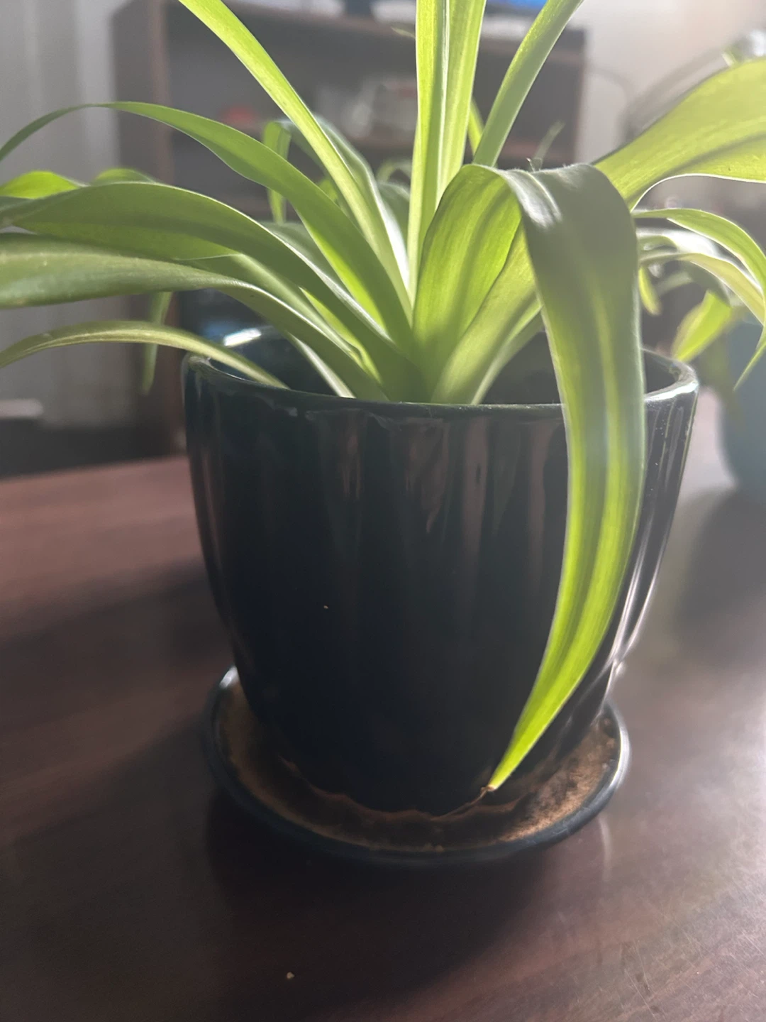 Spider Plant in Pot - photo 2