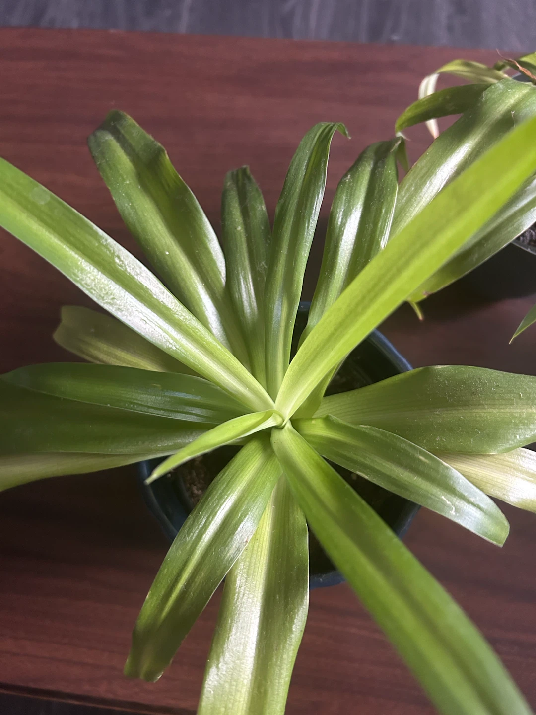 Spider Plant in Pot - photo 3