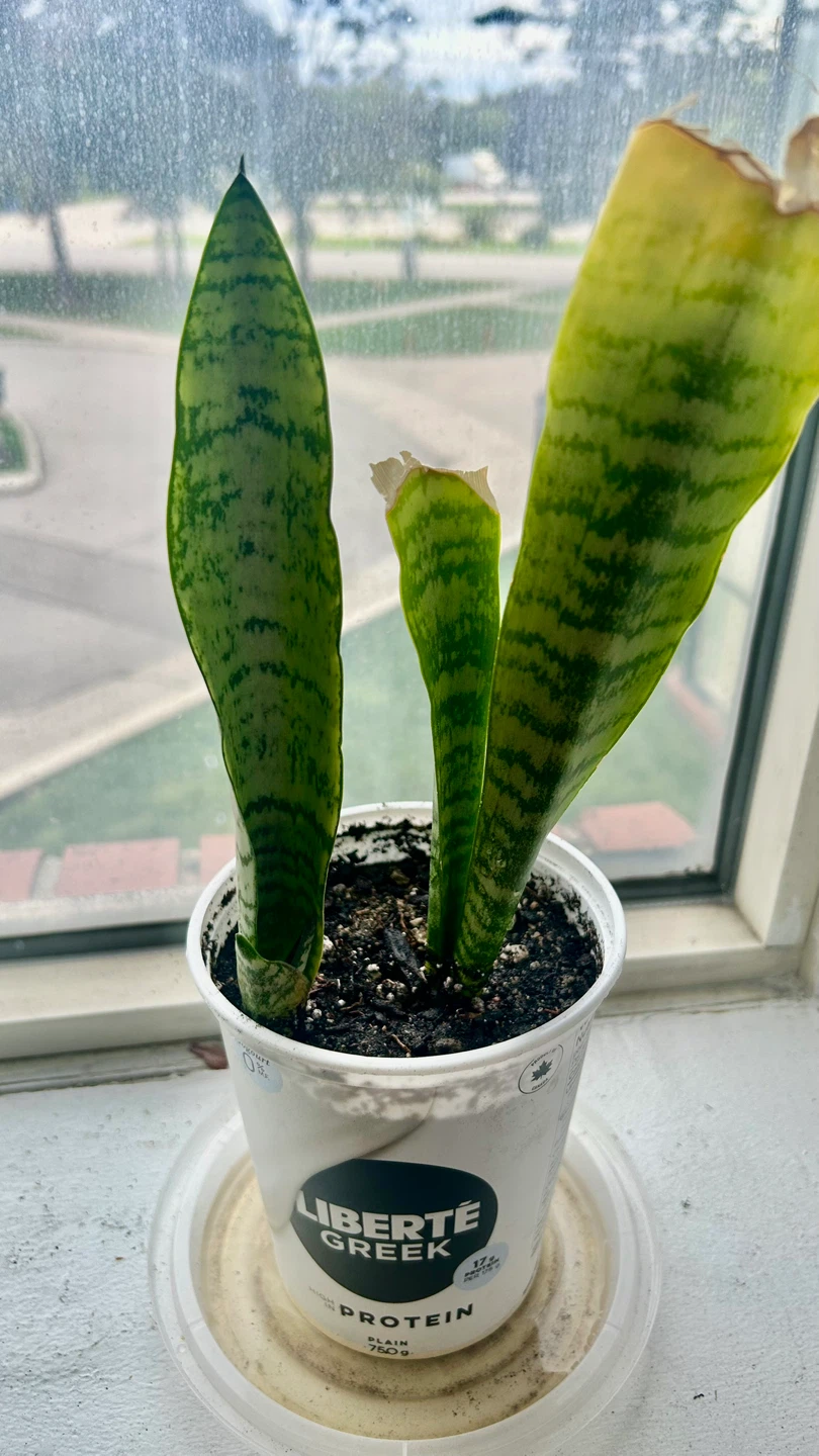 Snake Plant