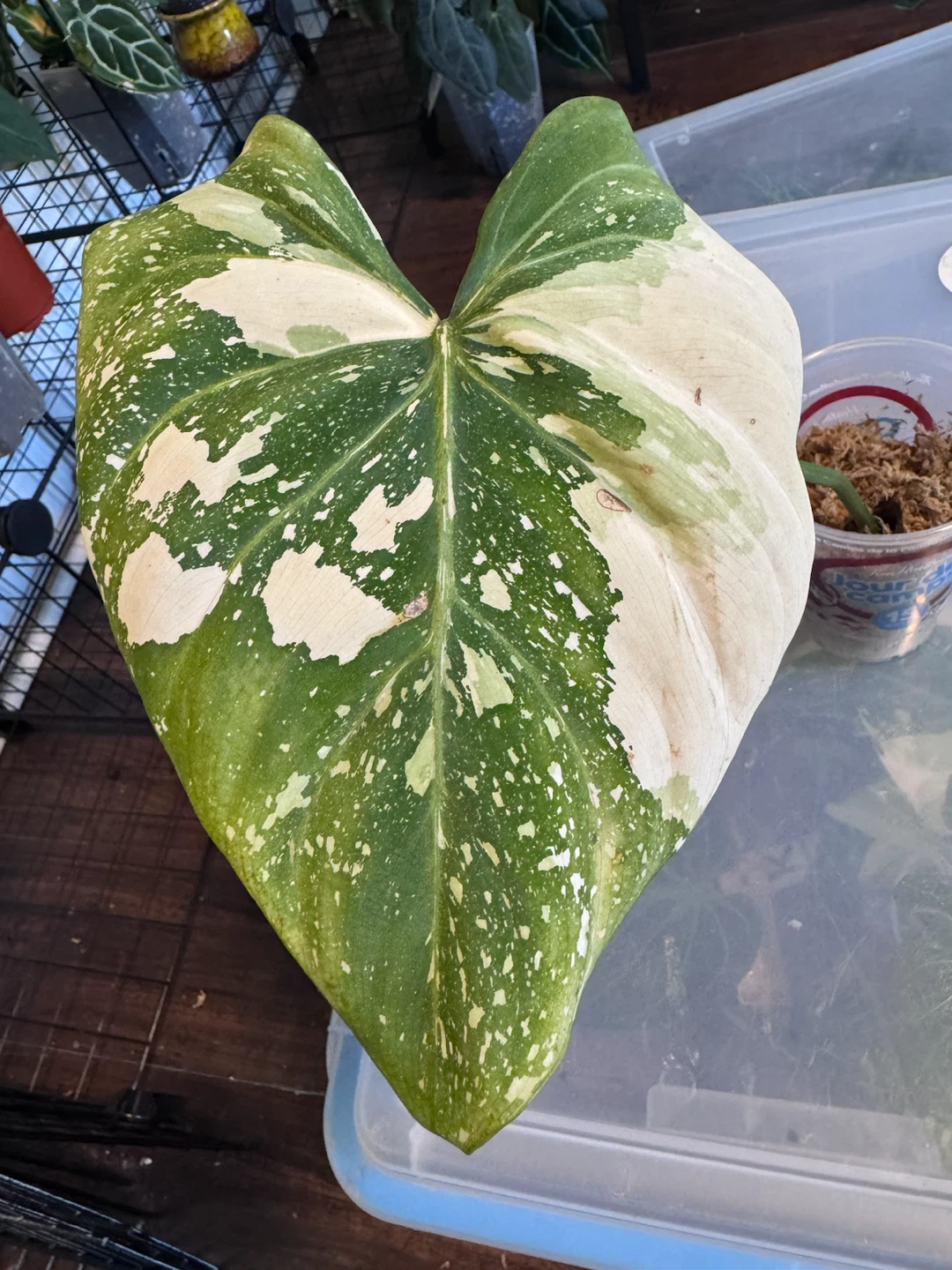 Philodendron Gloriosom Variegated Tricolour