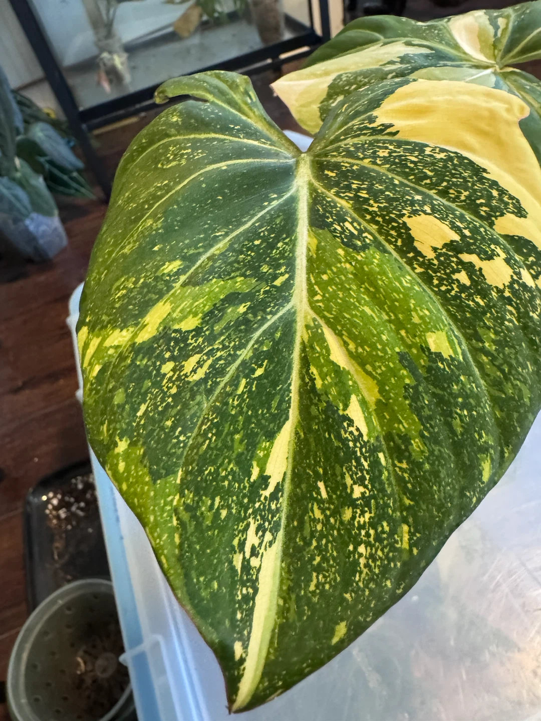 Philodendron Gloriosom Variegated Tricolour