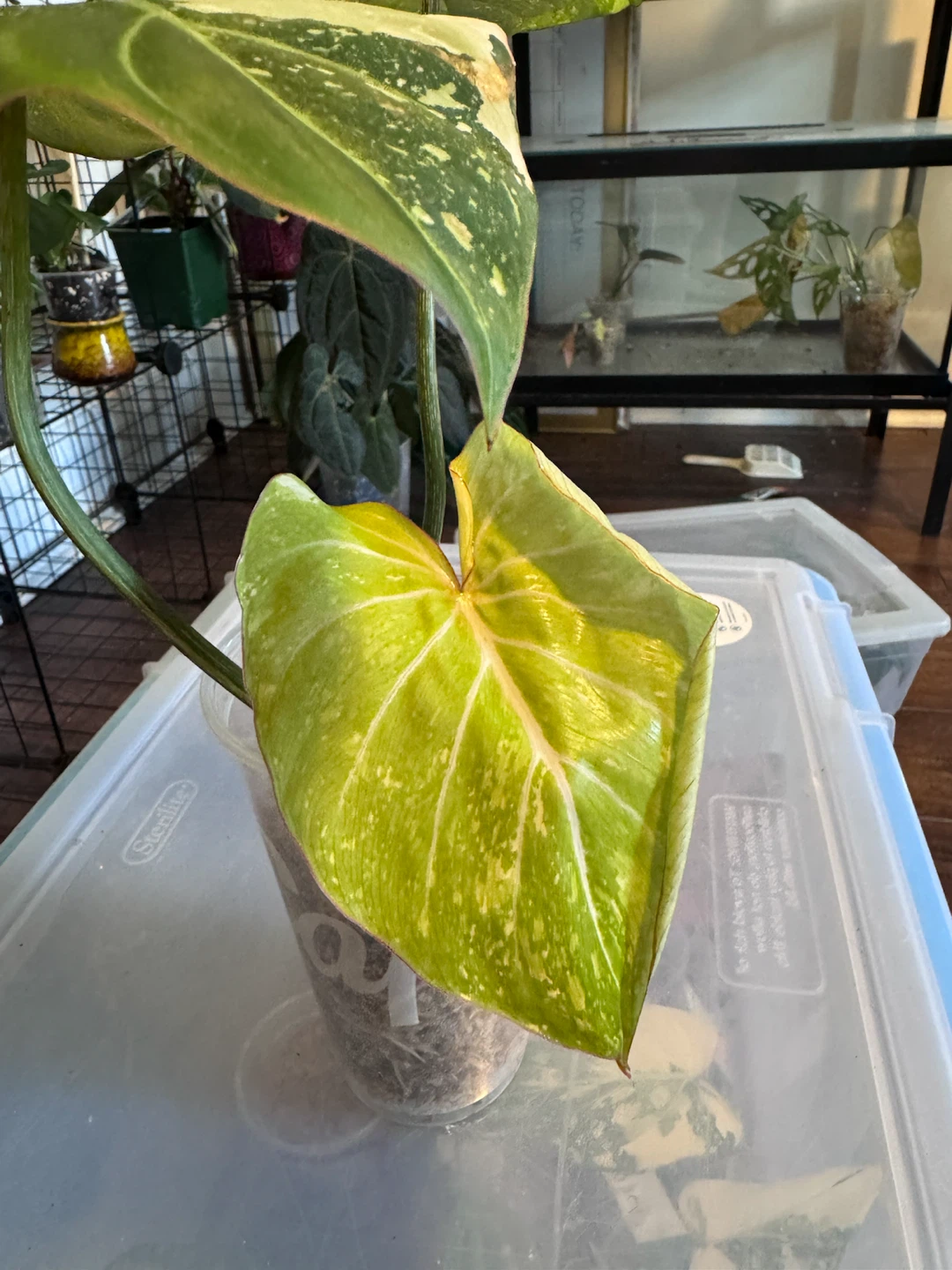 Philodendron Gloriosom Variegated Tricolour - photo 2