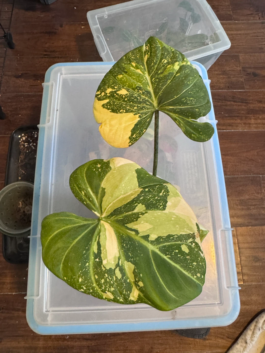 Philodendron Gloriosom Variegated Tricolour - photo 3