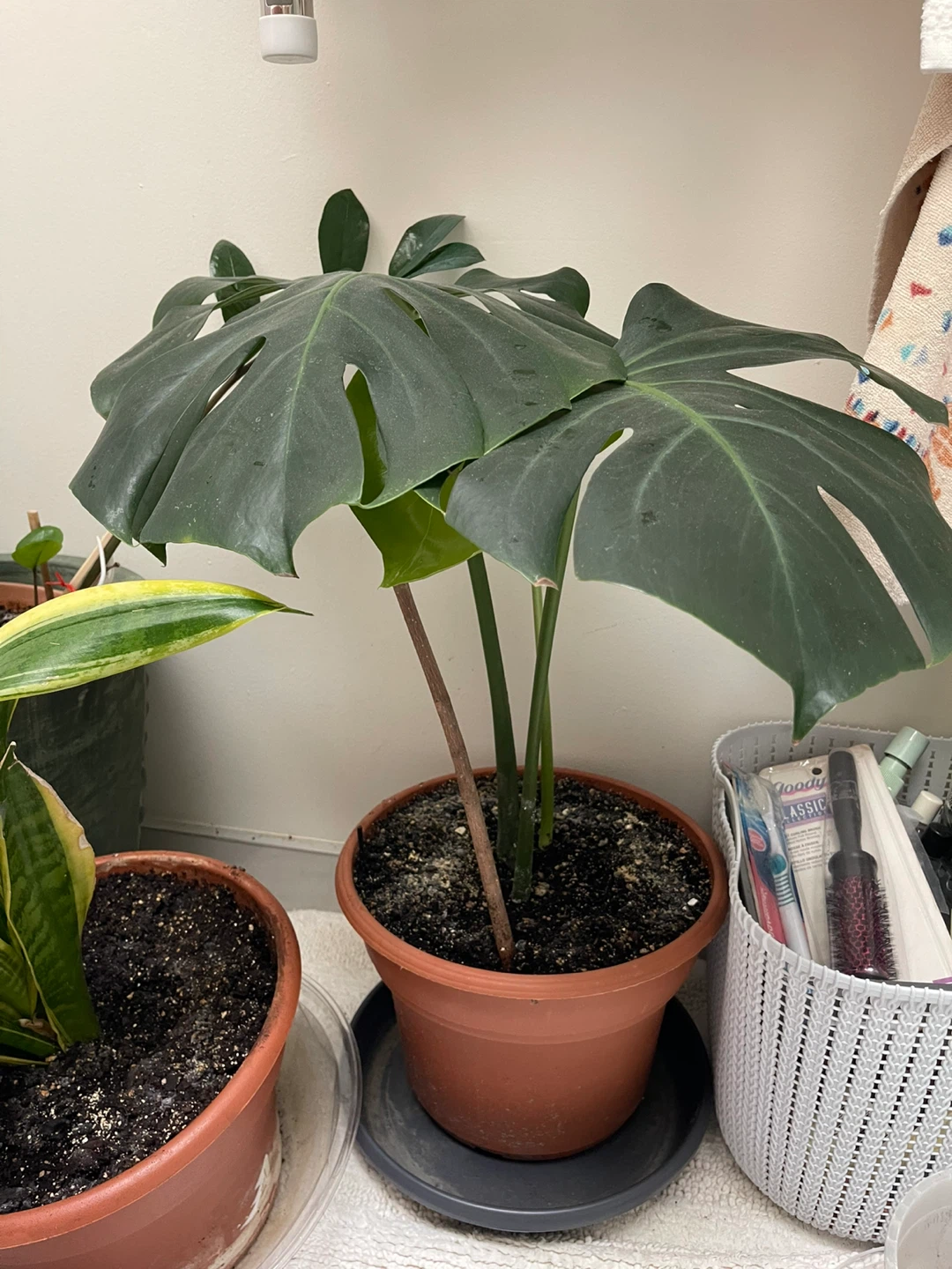 Monsterra plant