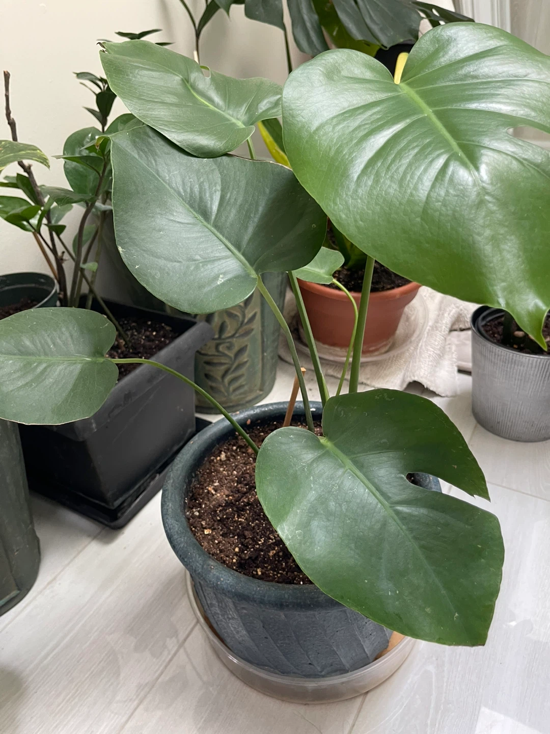 Monsterra plant