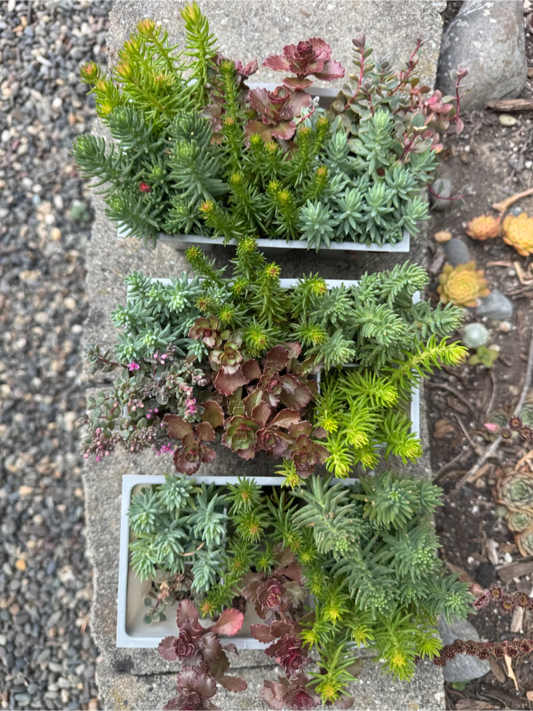 Assorted Succulent Plants in Planters