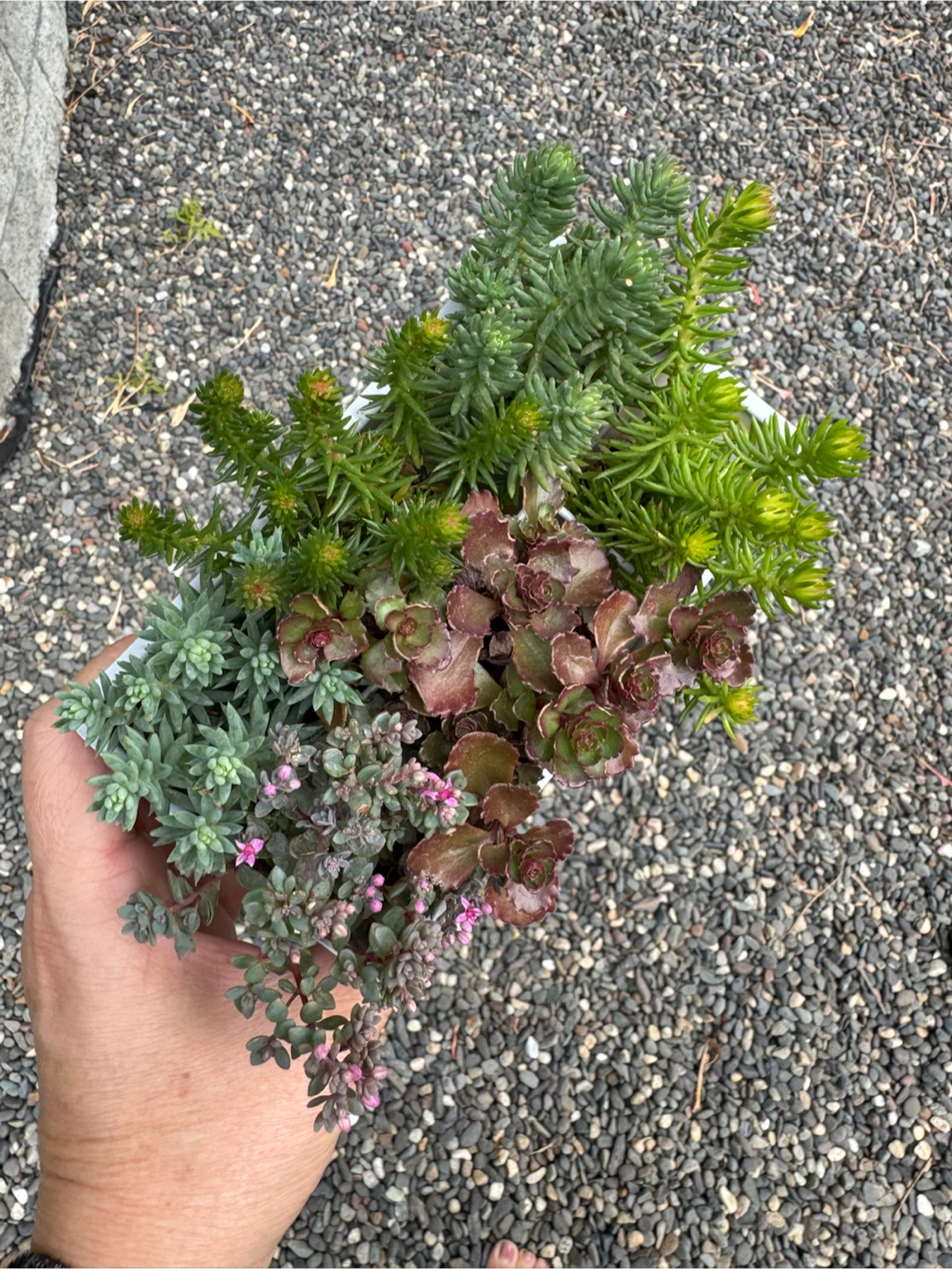 Assorted Succulent Plants in Planters - photo 2